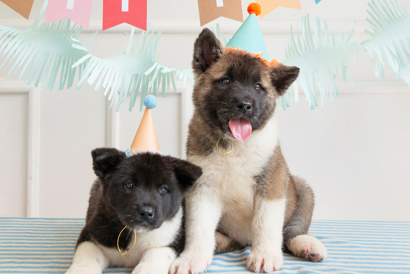 Two Akita puppies sit in front of the camera wearing party hats with a blue crepe paper streamer in the background.